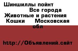 Шиншиллы пойнт ns1133,ny1133. - Все города Животные и растения » Кошки   . Московская обл.